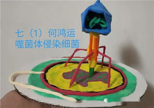 巧手匠心塑生命，创新实践展风采——苍梧校区成功举办生物模型创新制作大赛